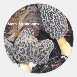 Adesivo Morels cinzentos, cogumelos do Morel