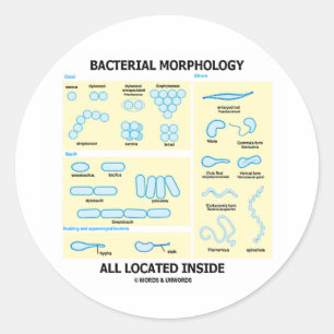 Adesivo Morfologia Bacteriana, Todas As Dentro Localizadas