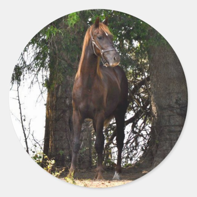 Adesivo Morgan Horse Products! (Frente)