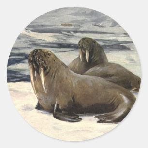 Adesivo Morsas na Neve Ártica, Animal Marinho Vintage