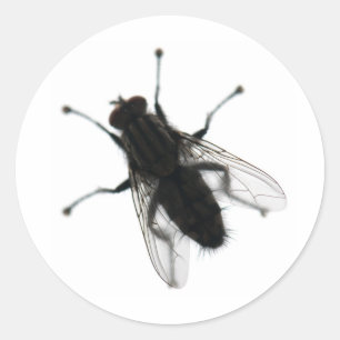 Adesivo mosca inseto