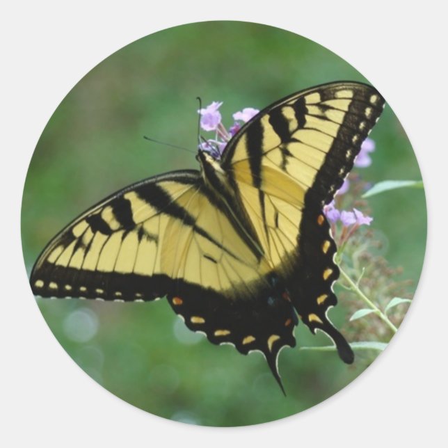 Adesivo Moscas de beleza (Frente)