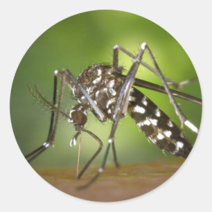 Adesivo Mosquito tigre