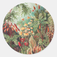 Mosses, Muscinae Laubmoose por Ernst Haeckel