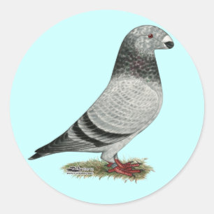 Adesivo Mostrar Grizzle Racial