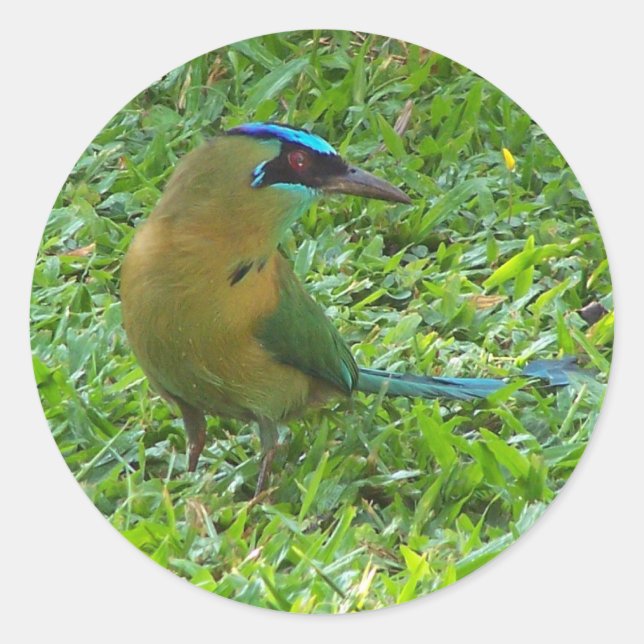 Adesivo Motmot de coroa azul (Frente)