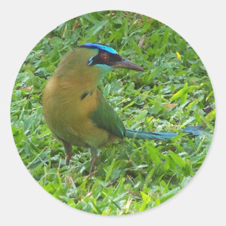 Adesivo Motmot de coroa azul