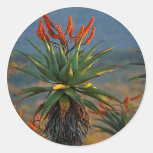 Adesivo Mountain Aloe (Aloe Marlothii Berger) 2