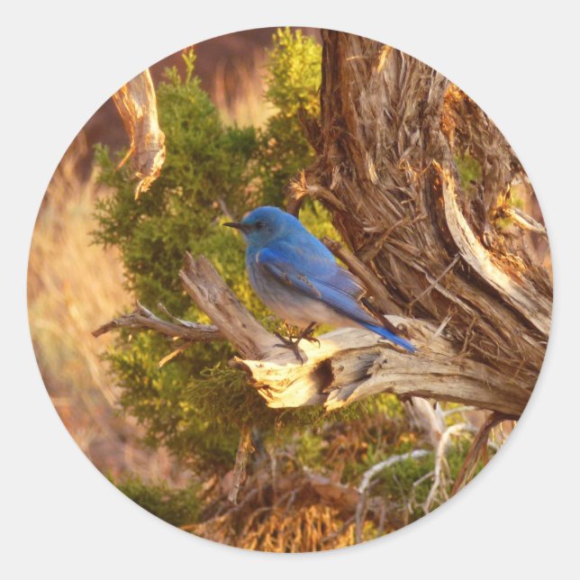 Adesivo Mountain Bluebird no Parque Nacional de Arches (Frente)