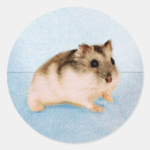 Adesivo MU MU o hamster