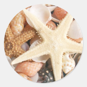 Adesivo Muitas conchas