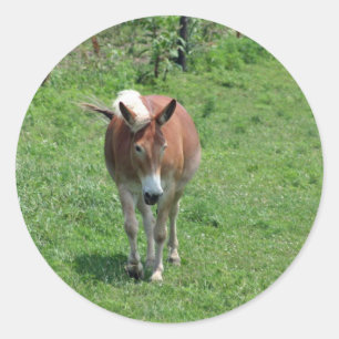 Adesivo Mula de MIssouri