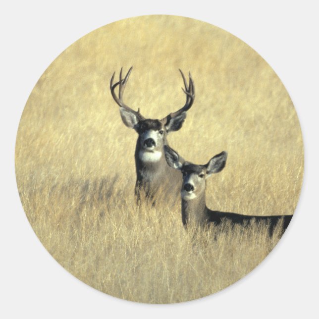 Adesivo Mule Deer Buck - Doe (Frente)