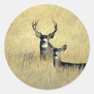 Adesivo Mule Deer Buck - Doe