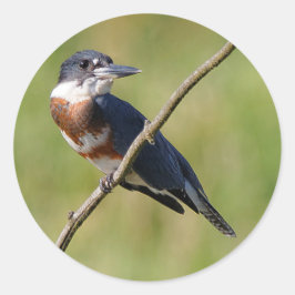 Adesivo Mulher Beliscada Kingfisher Fora num Limb