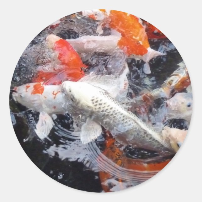 Adesivo Multidão de Koi (Frente)