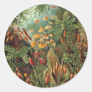 Adesivo Muscinae Vintage, Plantas de Musgo por Ernst Haeck
