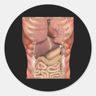 Adesivo Músculos Humanos Órgãos Anatomia Assustadora Hallo