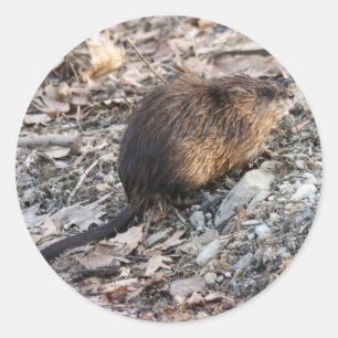 Adesivo Muskrat