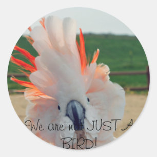 Adesivo Não somos apenas um PÁSSARO!