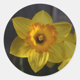 Adesivo Narciso Amarelo