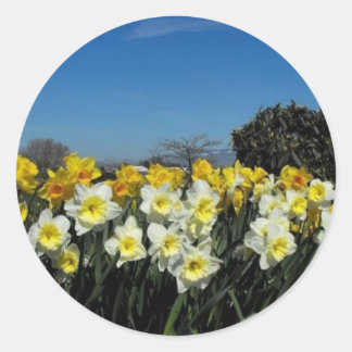 Adesivo narcisos na primavera