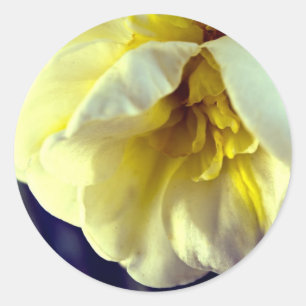 Adesivo Narcissus Daffodil