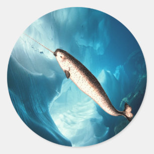 Adesivo Narwhal Sticker