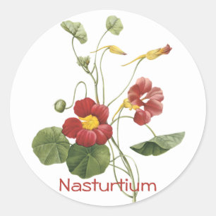 Adesivo Nasturtium