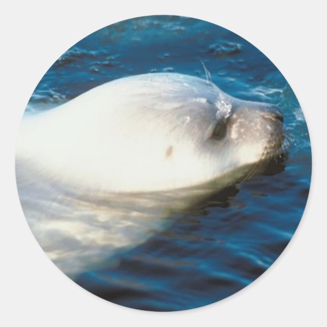 Adesivo Natação do Seal (Frente)