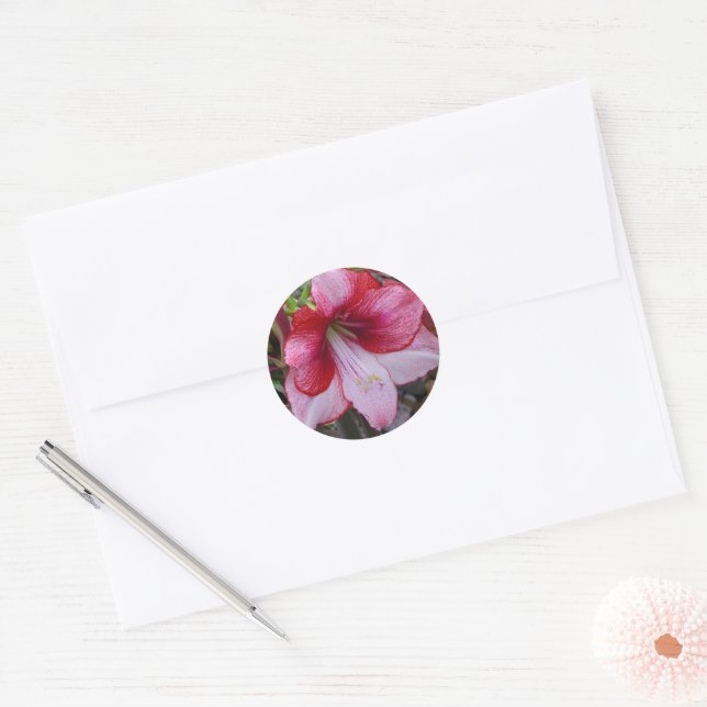 Adesivo Natal Amaryllis Red Holiday Floral (Envelope)