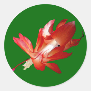 Adesivo Natal Cactus Feliz Natal