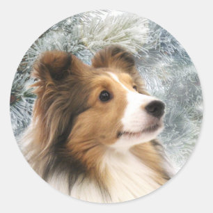 Adesivo Natal de Sheltie do Sable