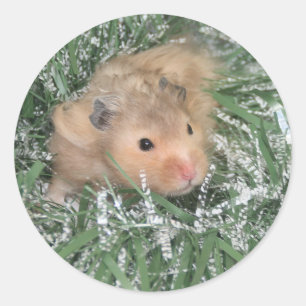 Adesivo Natal do hamster