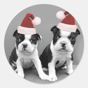 Adesivo Natal em Boston Terriers