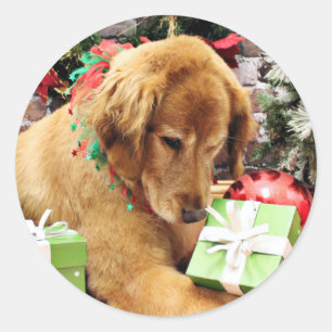Adesivo Natal - golden retriever - Addison