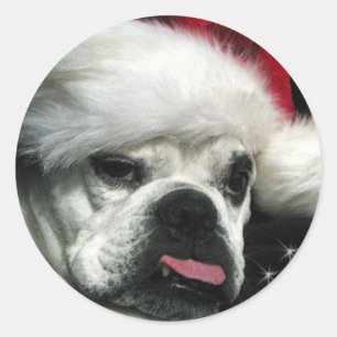 Adesivo Natal inglês velho do buldogue
