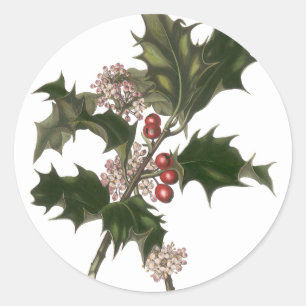Adesivo Natal vintage, planta do azevinho com bagas