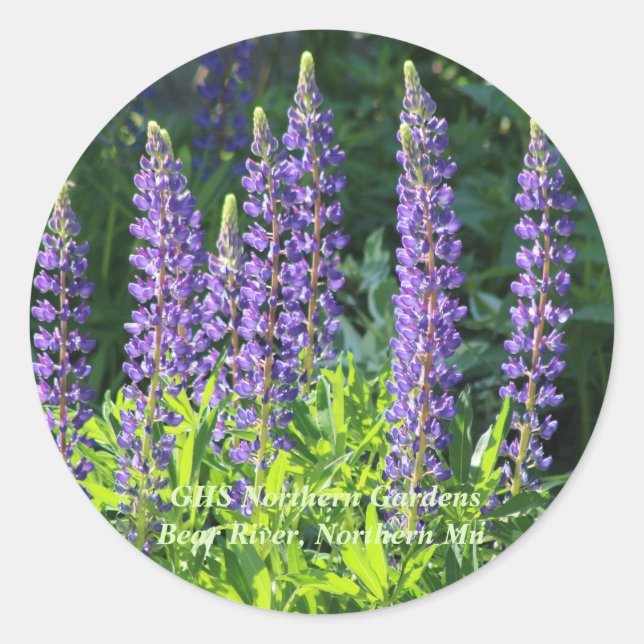 Adesivo Native Minnesota Purple Lupine (Frente)