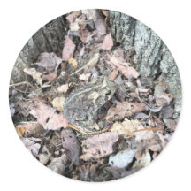 Nature Scavenger Hunt Sticker: Toad Animal ID