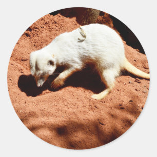 Adesivo Nature's Forager: White Meerkat Digging for Inseto