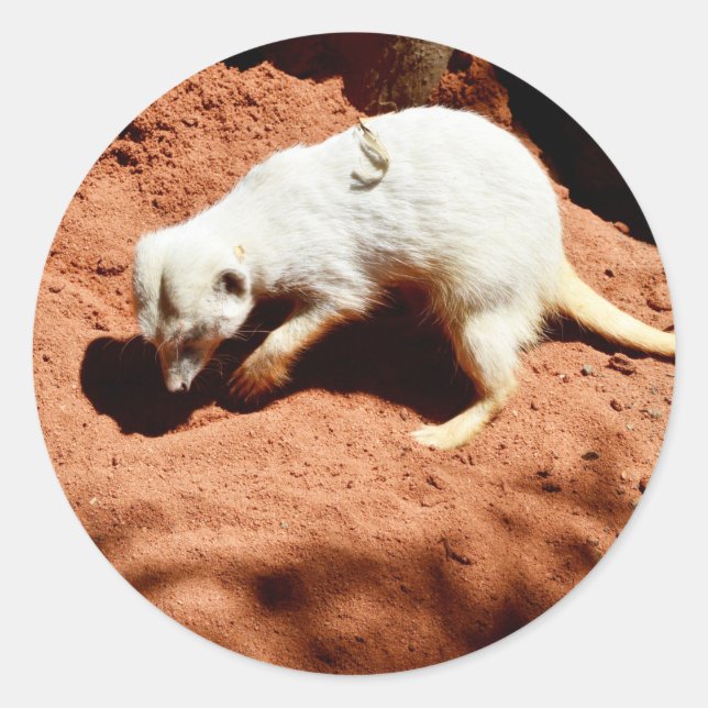 Adesivo Nature's Forager: White Meerkat Digging for Inseto (Frente)