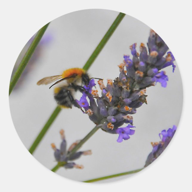 Adesivo Natures WonMaravilha Workers (Frente)