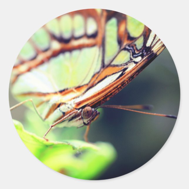 Adesivo Natureza da face da borboleta (Frente)