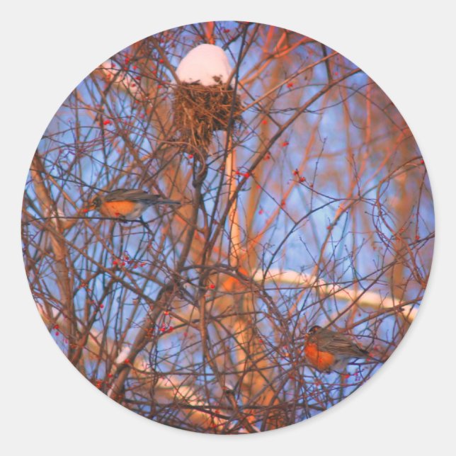 Adesivo Natureza da vida selvagem dos Robins de inverno (Frente)