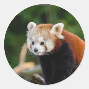 Adesivo Natureza do Panda Vermelho