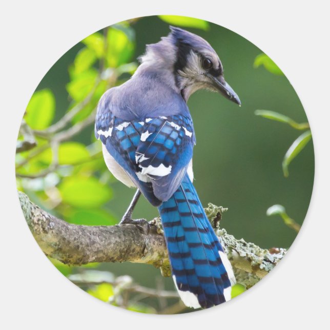 Adesivo Natureza Fotografia Shy Blue Jay Roupa presente (Frente)