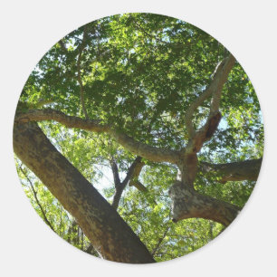 Adesivo Natureza Verde da Árvore Sycamore