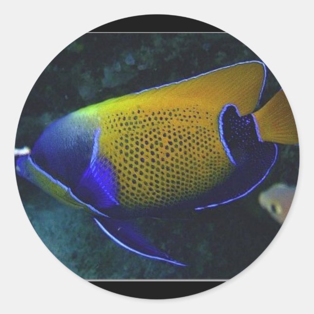 Adesivo Navarchus (Frente)