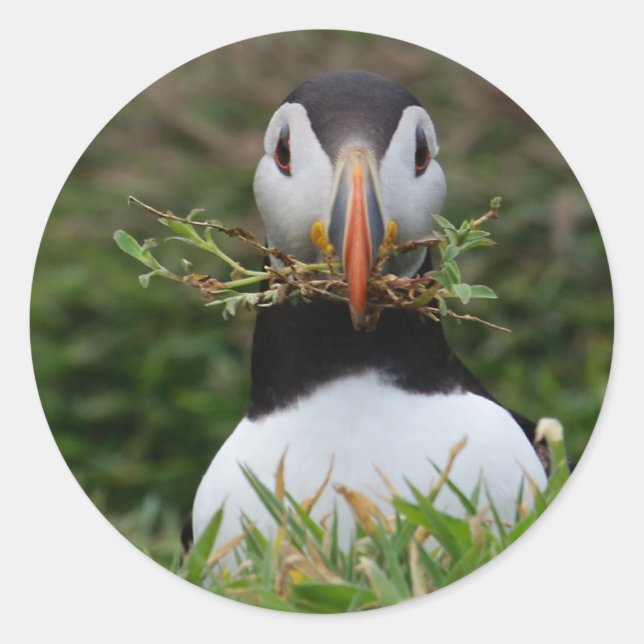 Adesivo Nest Builder Puffin (Frente)